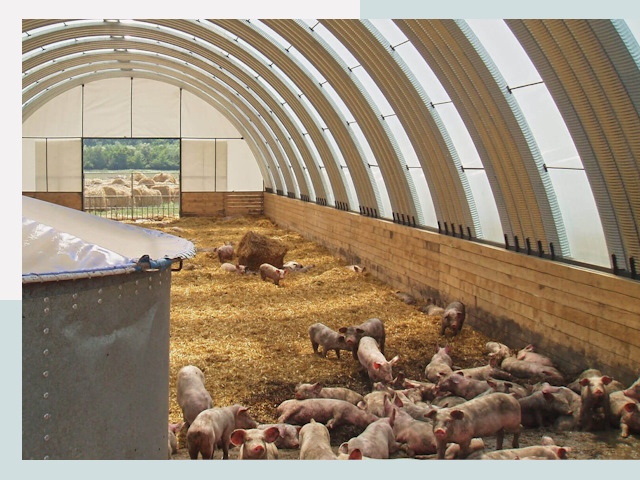 Строительство свинарников в Елизово